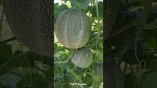 Growing Cantaloupes VerticallyTrồng Dưa Lưới Leo Giàn garden plants vines shorts [upl. by Lamee287]