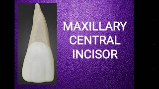 Maxillary central incisor [upl. by Swetlana590]