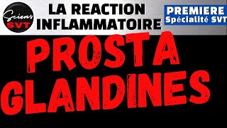 PROSTAGLANDINES IBUPROFENE et REACTION INFLAMMATOIRE  IMMUNOLOGIE  PREMIERE SPECIALITE SVT [upl. by Hamlin832]