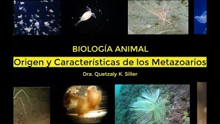 Origen y Caracteristicas de los metazoarios [upl. by Standice]