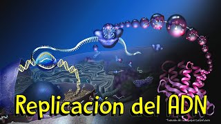 La replicación de ADN ¿Cómo una célula duplica su material genético [upl. by Otipaga]