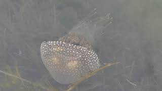 Whitespotted Jellyfish The Entrance Australia Jan 7 2019 [upl. by Hasin]