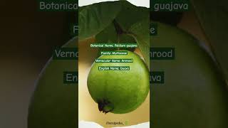 Psidium guajava viralvideo youtubeshorts botany plantscience guava amrood plants garden [upl. by Pollock]