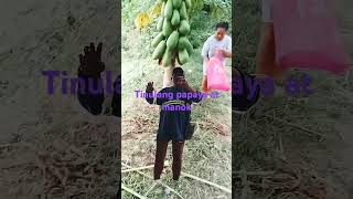 Tinulang papaya at manok TinoKidsTV ourfarmlife fruit countrysideandfarmlife papaya [upl. by Leanna917]