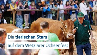 Die tierischen Stars auf dem Wetzlarer Ochsenfest [upl. by Nilahs826]