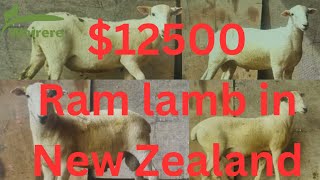 12500 Ram Lambs in New Zealand Wairere Nudie shedding Sheep ram sale 2024 [upl. by Earlene612]