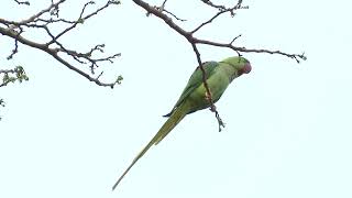 Alexandrine ParakeetHong Kong 2014 [upl. by Ednew]