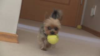 Yorkie Tricks AND PLAY DEAD [upl. by Smart]