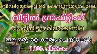 graftind വിജയിക്കാൻ ഇങ്ങനെ ചെയ്താൽ മതി grafting in malayalam  budding in malayalam maavu grafting [upl. by Mitchell]