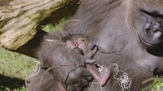 Gorilla birth surprises zoo keepers [upl. by Pate289]