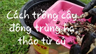 Cách trồng cây đông trùng hạ thảo atiso từ củ  plant chinese artichoke from tubers [upl. by Lledor445]