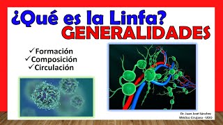 🥇 ¿Qué es LA LINFA Formación Composición Circulación ¡Fácil y Sencillo [upl. by Landers]