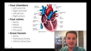 Had an echocardiogram Heres how to understand your results [upl. by Seema]