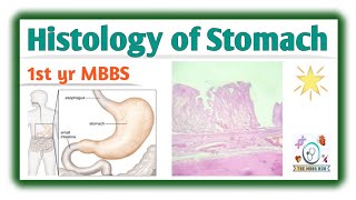 Histology of Stomach  1st year MBBS  The MBBS Hub doctor mbbs medical stomach [upl. by Jit]