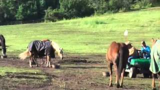 Parelli Natural Horse Training Tip  Respect at Feeding Time [upl. by Rai]