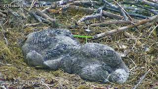 Hays Eagles H19 H20 Closeup and Feather Study 42223 1140am [upl. by Yatnuahs]