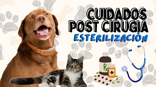 CUIDADOS después de ESTERILIZAR a mi PERRO 🐶 COMO CUIDAR a mi PERRO después de la CIRUGÍA dogs [upl. by Hafeetal876]