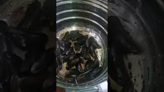 Mussels Fish Cleaning And Cooking shortsvideo food [upl. by Ajam]