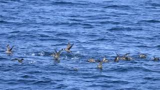 ♪鳥くん野鳥動画（北太平洋クルーズ2017・Russia Kamchatka）flock of Northern Fulmarフルマカモメ群れ101A8595 [upl. by Eive19]