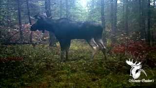 Réaction dorignal  Ferme Monette Outdoors  Moose react [upl. by Lindahl]