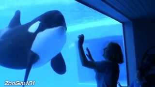 Interacting with Killer Whales at SeaWorld Orlando [upl. by Nnaes]