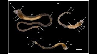 A new genus and species of woodboring bivalve from the Philippines  PeerJ Video Abstract [upl. by Loise]