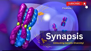 Synapsis Demystified The Genetic Symphony Behind Meiosisquot [upl. by Genna131]