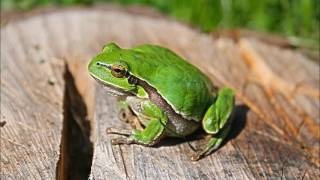 Green Frog croaking sound effect Free Download [upl. by Tulley]