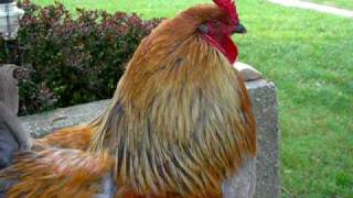 Our 8 month old rooster crowing [upl. by Fiden]