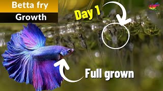 Betta Fish Fry Growth From Birth 0 To 3 Months [upl. by Judd539]