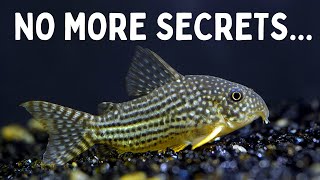 Everything You Should Know Before You Get Corydoras 7 Tips for Keeping Corydoras in an Aquarium [upl. by Femi]