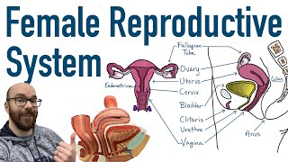 Female Reproductive System  Structure and Function [upl. by Gwen458]