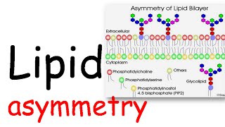 Lipid Asymmetry [upl. by Lacombe]