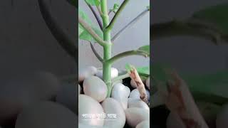 খুব উপকারী ছোট্ট একটি গাছ [upl. by Gwenny]