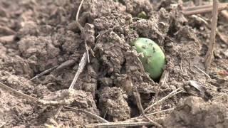 Soybean Planting From Ag PhD 578 5309 [upl. by Etka]