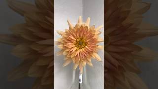 Dahlia timelapse flower timelapse dahlias [upl. by Gnes]