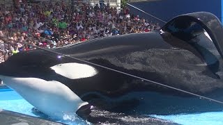 One Ocean with Tilikum Full ShowFull HD Aug 12 2015  SeaWorld Orlando [upl. by Nerrol]