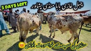 Chehal ghazi Maweshi Mandi Peshawar new updates 11062024  Cheapest Qurbani Cattle Market Khyber [upl. by Myrtie]