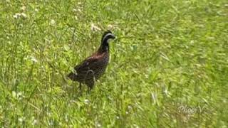 Confuse BobWhite Quail Running Around [upl. by Aihppa455]