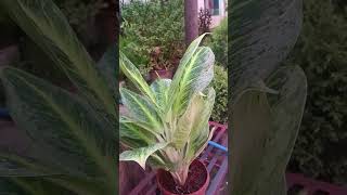 AGLAONEMA PLANT THIS PLANTS BRING GOOD FOR SUCCESS AND PROSPERITY [upl. by Adnorrahs]