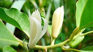 Picking up White Champaca or Magnolia champacaMichelia champaca in my garden [upl. by Ikila262]