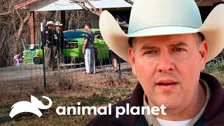 Un hombre caza un venado de manera ilegal  Guardianes de Texas  Animal Planet [upl. by Adlemi]