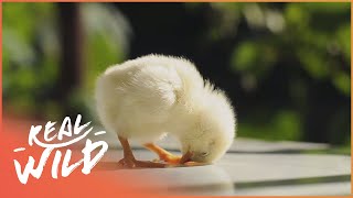 Most Playful Farm Animals  Baby Animals In Our World  Real Wild [upl. by Samal172]