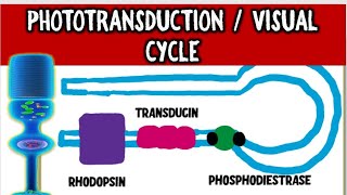 From Light to Vision Demystifying the PHOTOTRANSDUCTION CASCADE and VISUAL CYCLE [upl. by Ayiak]