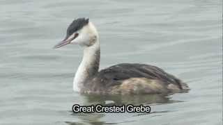 BTO Bird ID  Winter Grebes [upl. by Toomin]