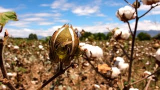 Cómo cultivar Algodón  TvAgro por Juan Gonzalo Angel [upl. by Netsirhk931]