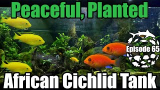 How to keep a Peaceful Planted African Cichlid Aquarium [upl. by Sitruk609]