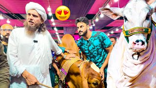 MUFTI TARIQ MASOOD KO JANWAR PASAND AGAYA❤️  COW MANDI VLOG  BAKRA EID [upl. by Tutankhamen]