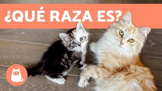 ¿Cómo saber la raza de tu gato  TODAS LAS RAZAS DE GATOS [upl. by Hanley]