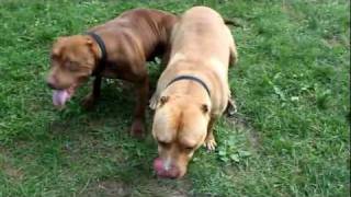 Pitbull Breeding Part 2 HMONG PITBULL [upl. by Esinereb]